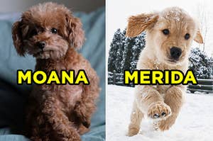 On the left, a sweet poodle puppy sits on a bed and "Moana" is typed on top, and on the right, a golden retriever puppy jumps in the snow and "Merida" is typed on top