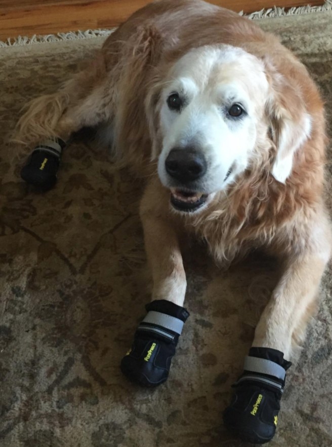 Hank the dog wearing booties 