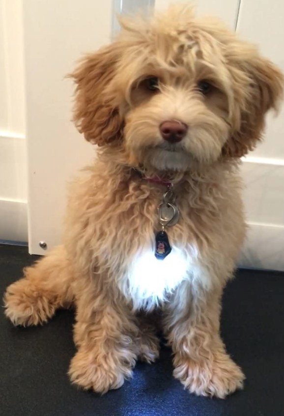 Reviewer&#x27;s Goldendoodle wearing a light on its leash 