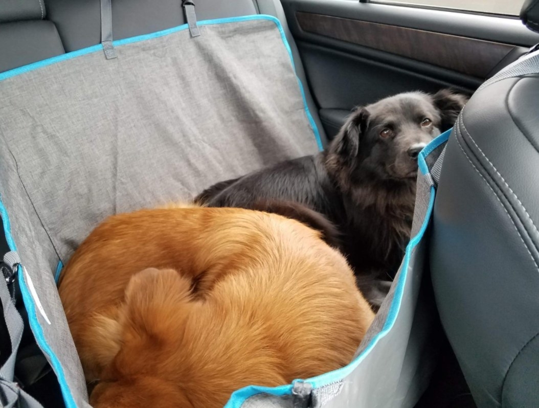 Reviewer&#x27;s two dogs snuggled in the car within their hammock