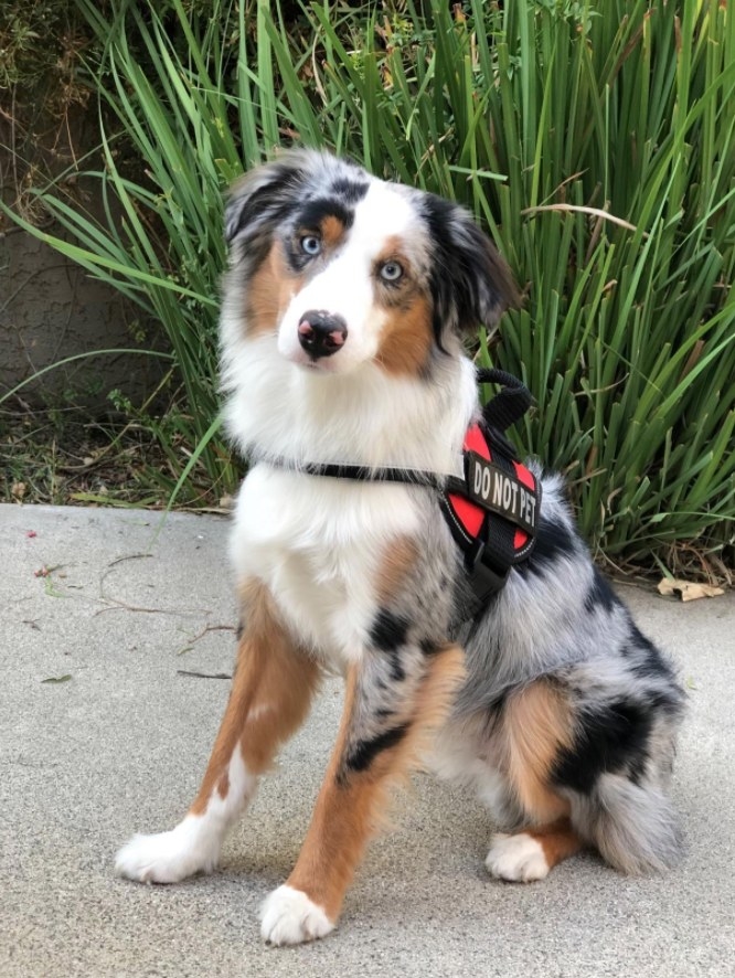 Reviewer&#x27;s dog wearing a vest that says &quot;Do Not Pet&quot;