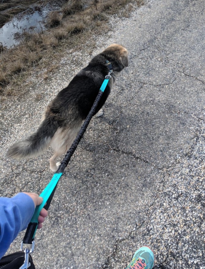 Reviewer&#x27;s dog running with owner and showing the shock absorbing power of the leash