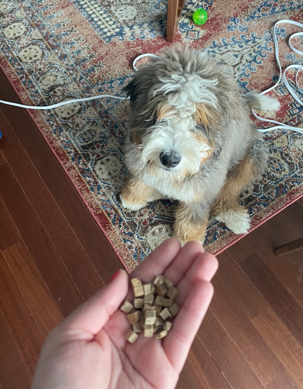 Dog waiting to receive mini beef liver treats