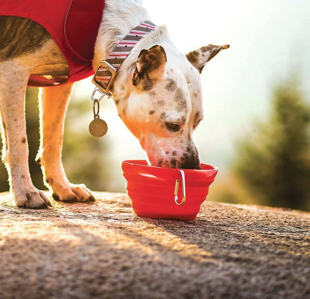 Dog drinking from red collapsable bowl while outside