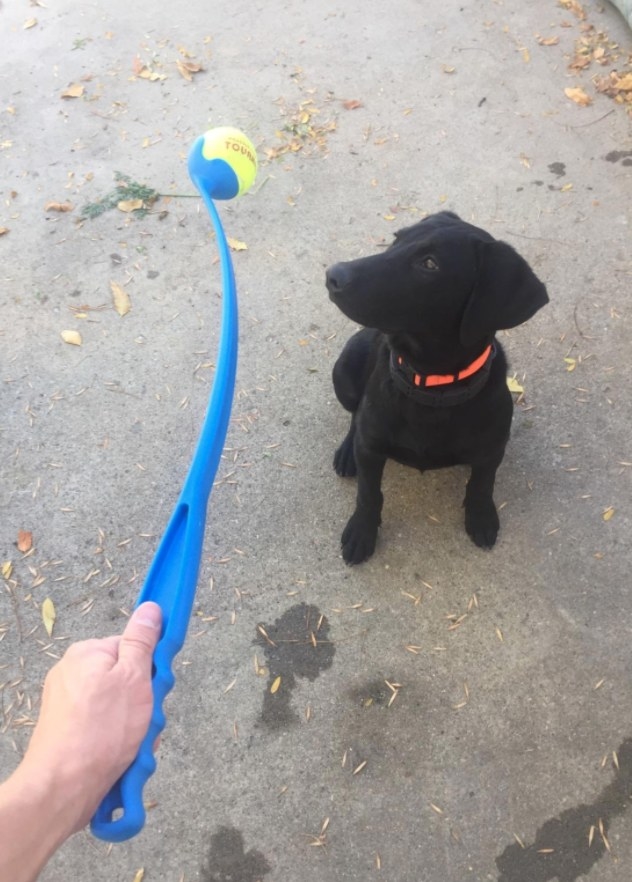 Reviewer&#x27;s dog waiting for his owner to throw the ball using the ball launcher