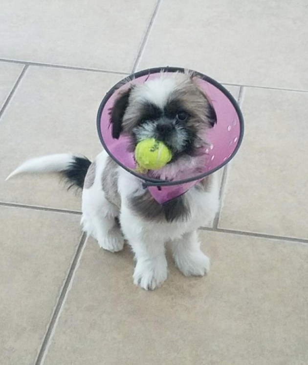 Reviewer&#x27;s dog wearing the cone of shame with a squeaky toy in his mouth