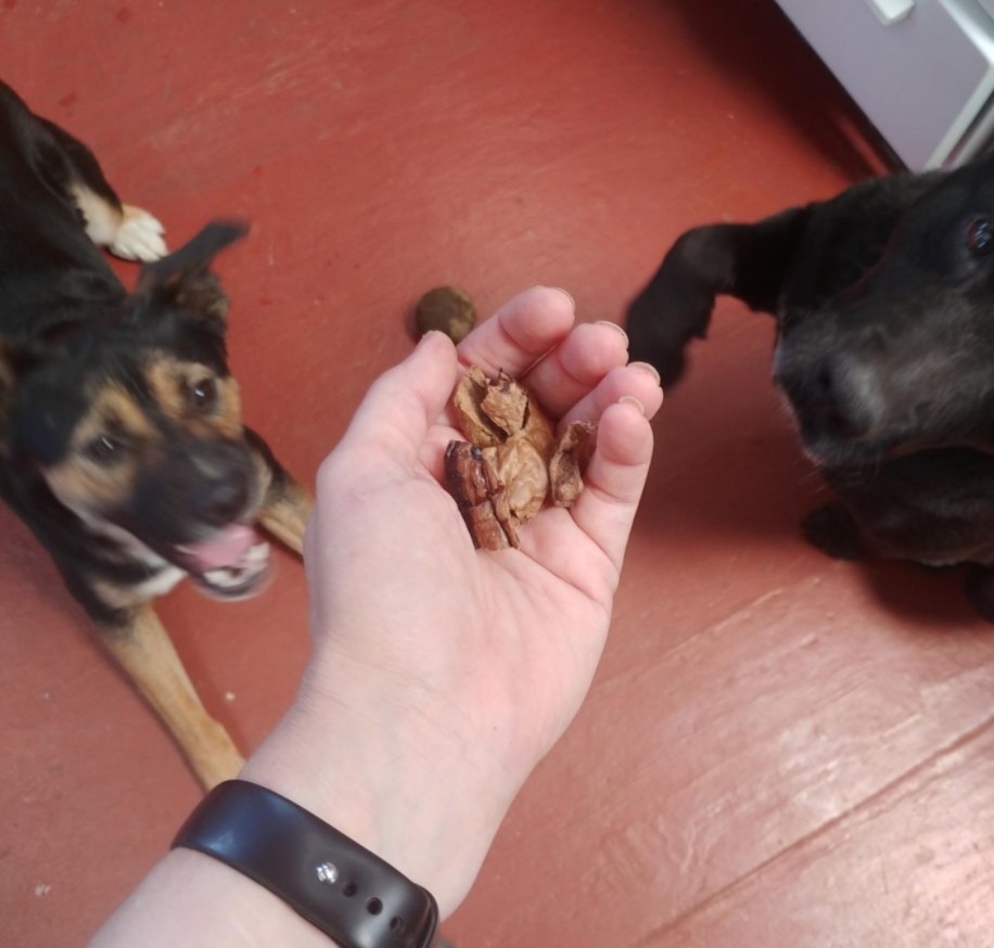 Reviewer&#x27;s dogs waiting not-so-patiently for their beef lung treats from owner&#x27;s hand