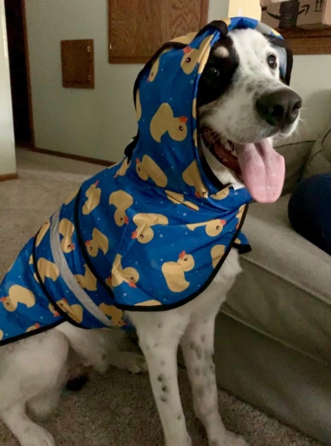 Reviewer&#x27;s dog wearing a rubber duckie raincoat 