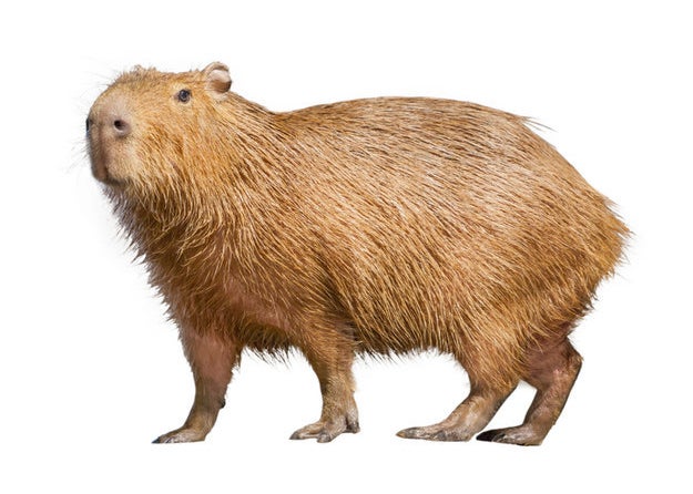 Capivara