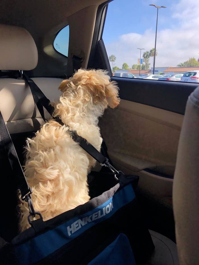 How Do You Get Dog Snot Out Of Windows