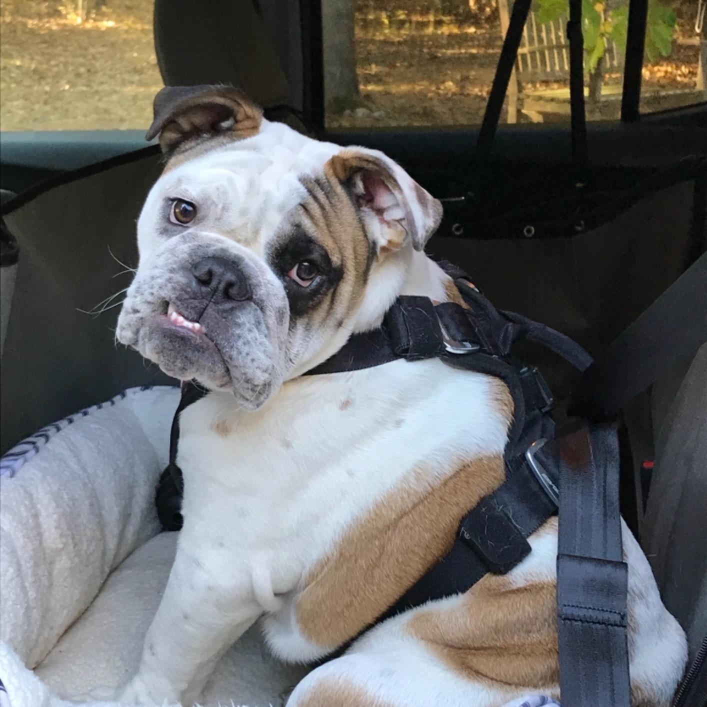 Reviewer&#x27;s bulldog in black safety harness
