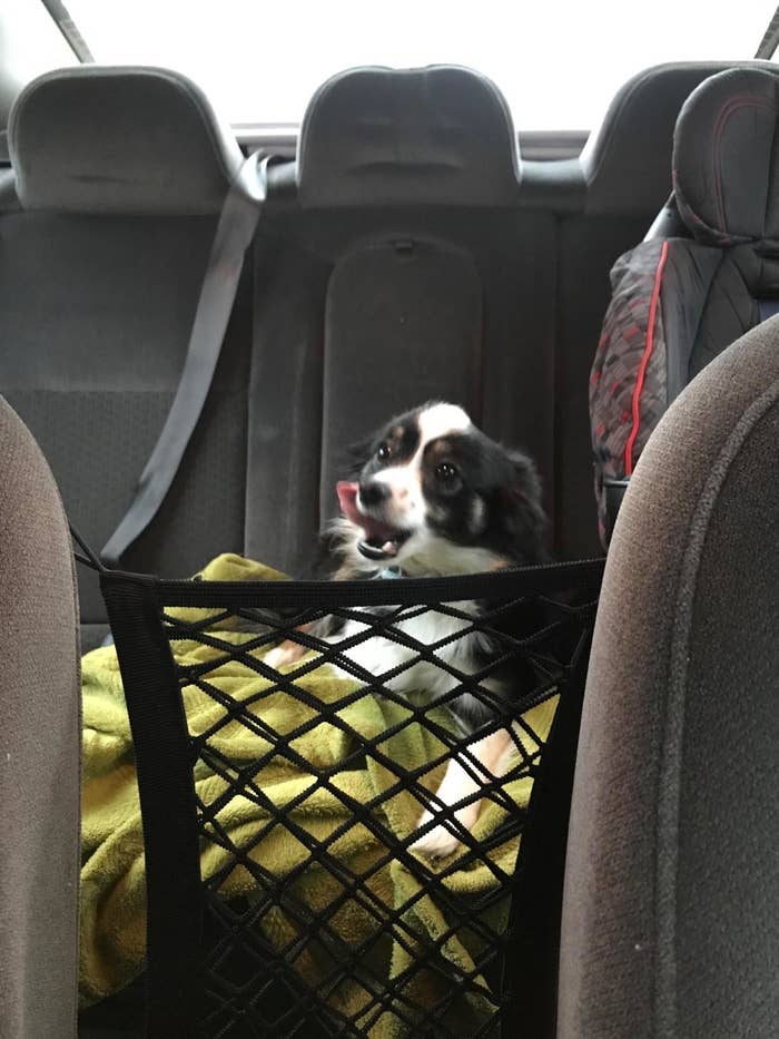 Are Dogs Allowed In Front Seat Of Car