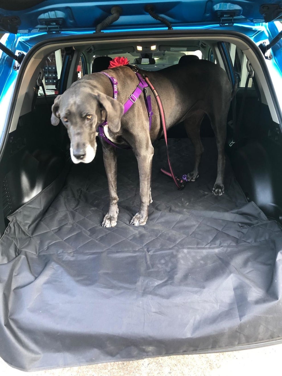 18 Things From Amazon For Dogs Who Love Going For A Drive