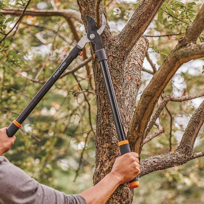 Hands trimming a tree branch with the lopper