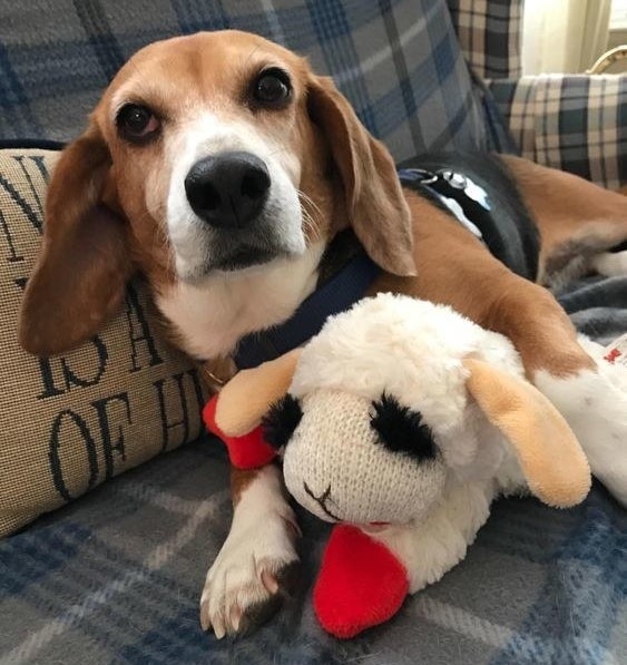 Beagle cuddling with the lamb plush toy
