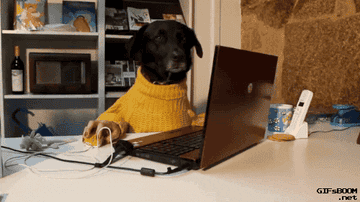 A GIF of a black dog wearing a yellow sweater sitting at a desk.