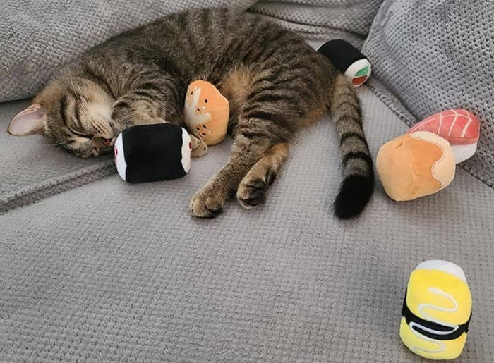 A kitten asleep and cuddling an assortment of black yellow red and yellow stuffed sushi toys