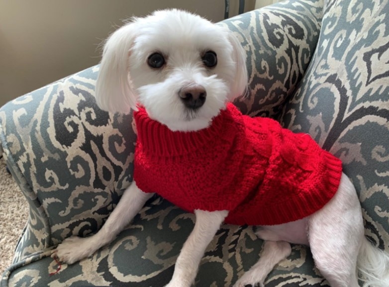 A Maltese sitting in a bright red cabe knit sweater