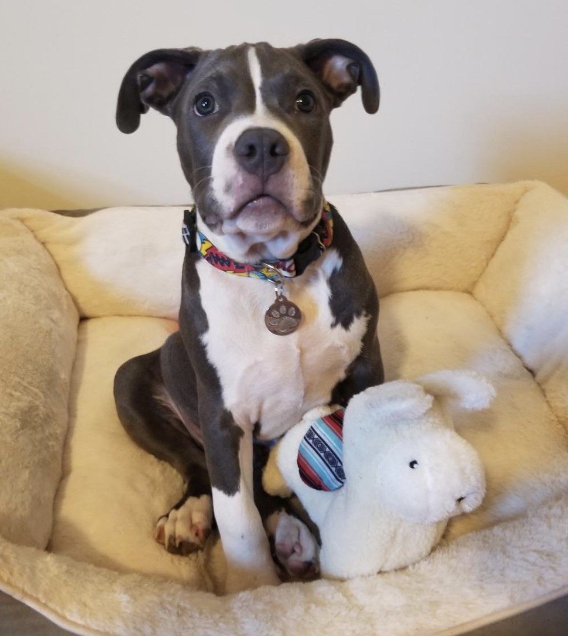 a grey and white puppy sitting in their bed with an ivory llama stuffed toy next to them