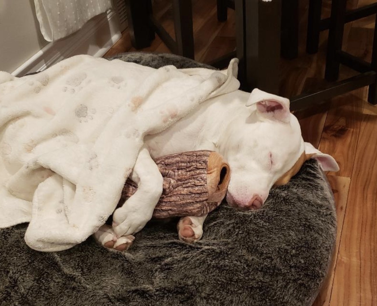 Dog sleeping while cuddling the plush log toy