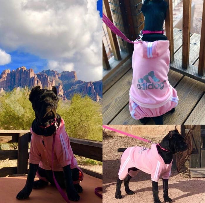 A dog wearing a light pink Adidog tracksuit