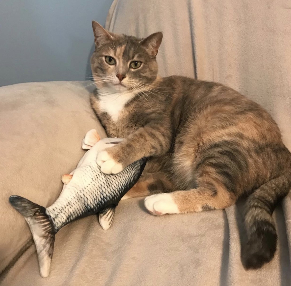 A brown and orange striped cat with a silver flopping fish toy in between their paws