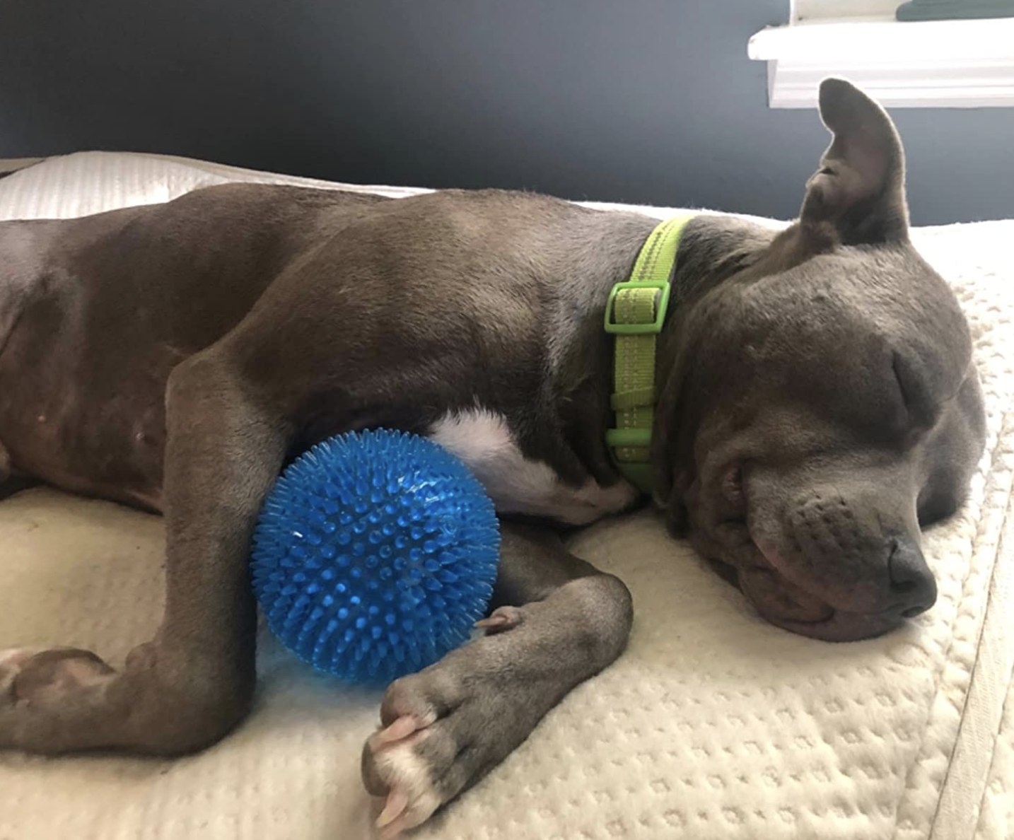 a grey god with a green collar napping with a blue rubber spiked ball in its arms