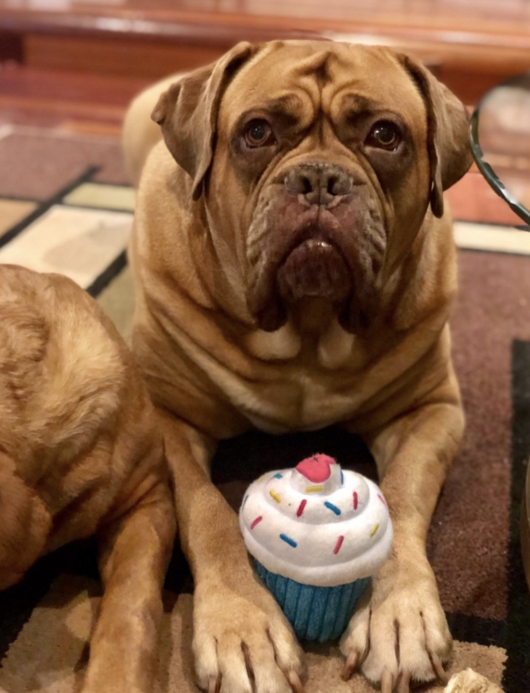 a tan mastiff with a blue and white stuffed cupcake toy between its paws