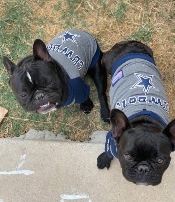 Two black French bulldogs in Cowboys sweatshirts