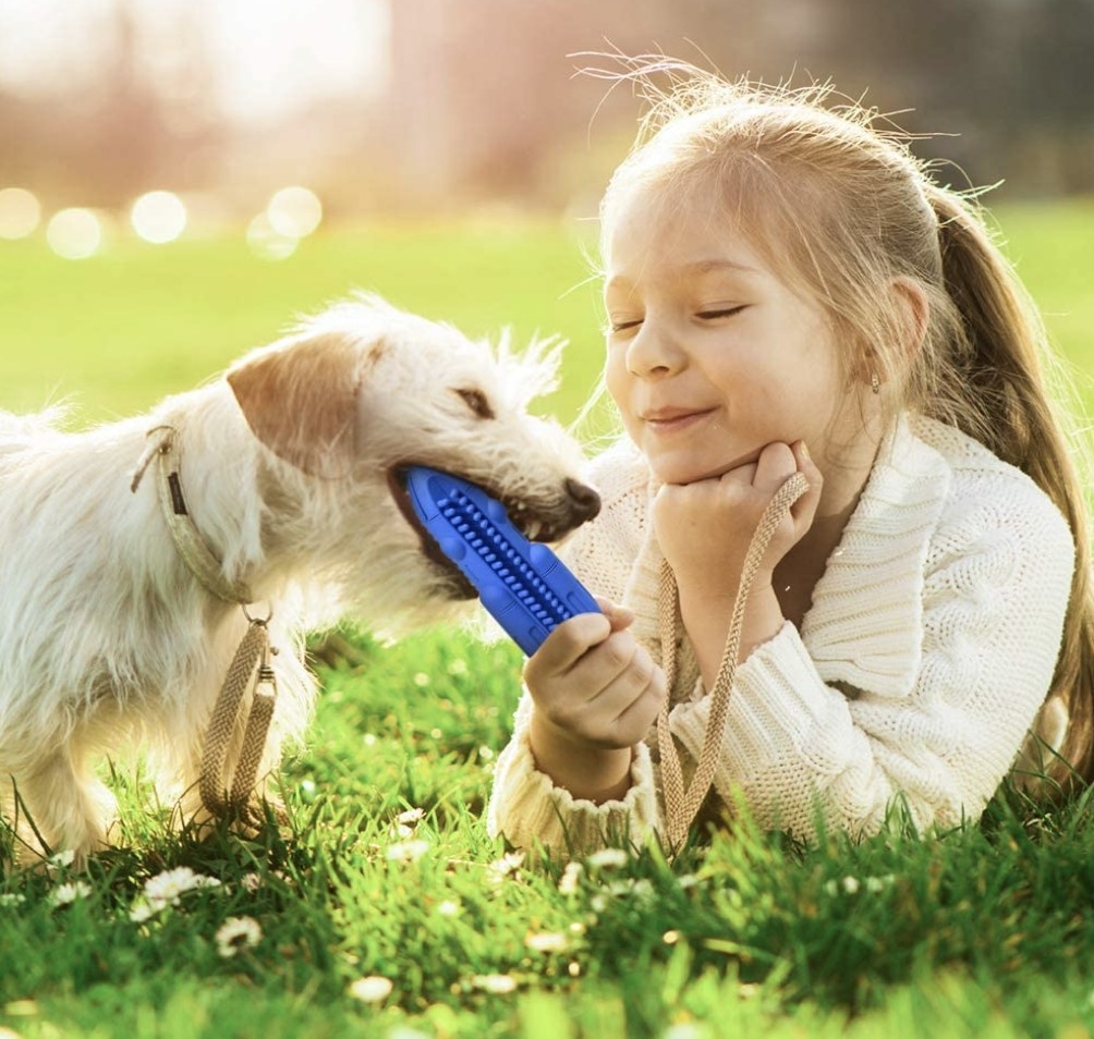 Girl plays with dog with toothbrush squeaky toy