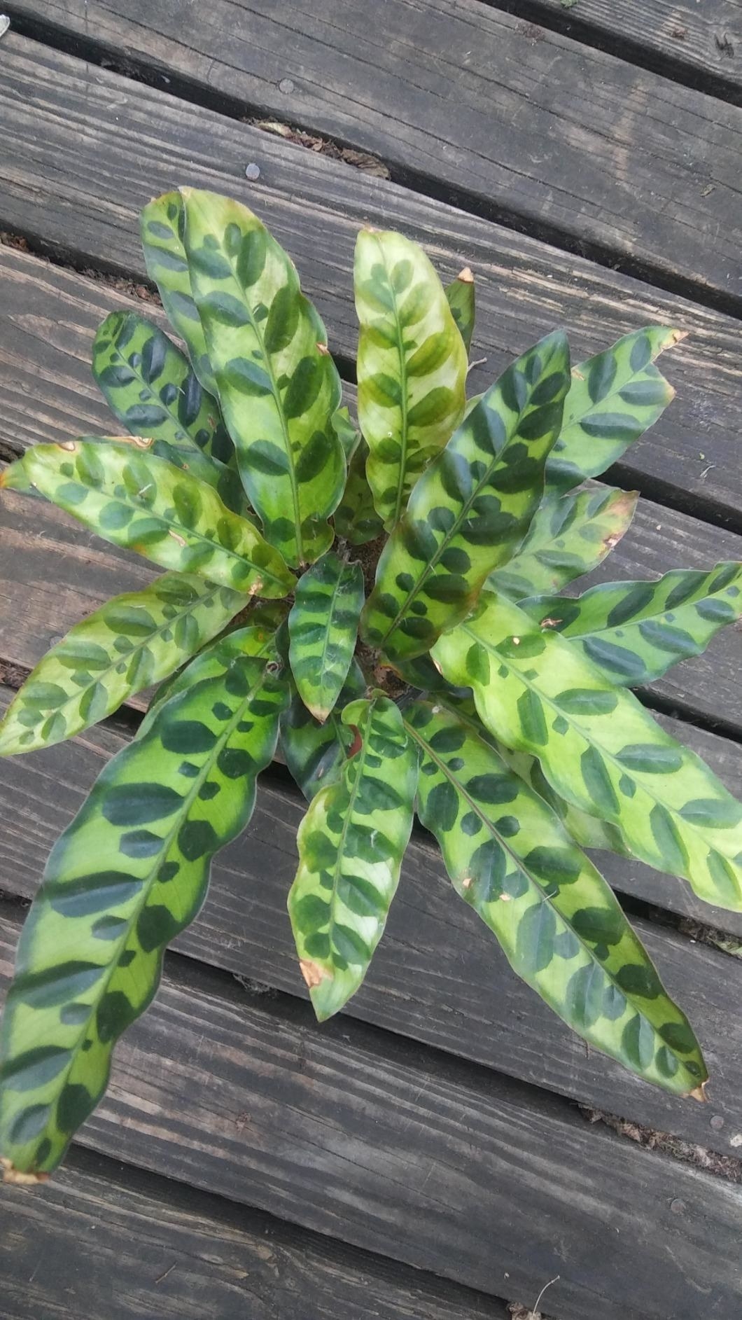 A reviewer showing their plant with large, lush green spotted leaves