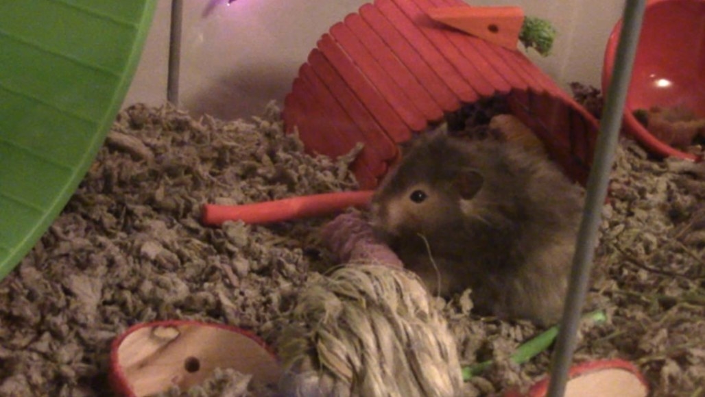 Bedding used inside a hamster cage