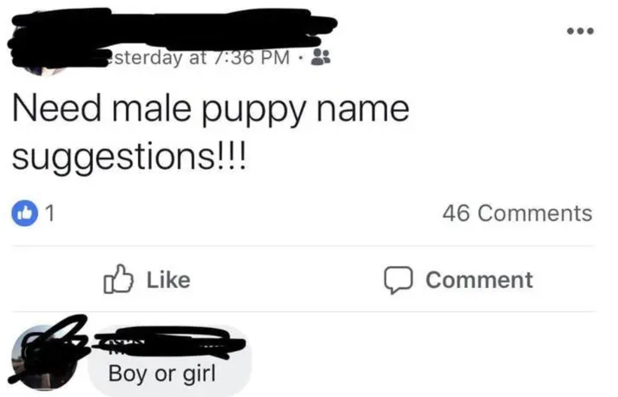facebook post asking for male puppy names and a person responds boy or girl