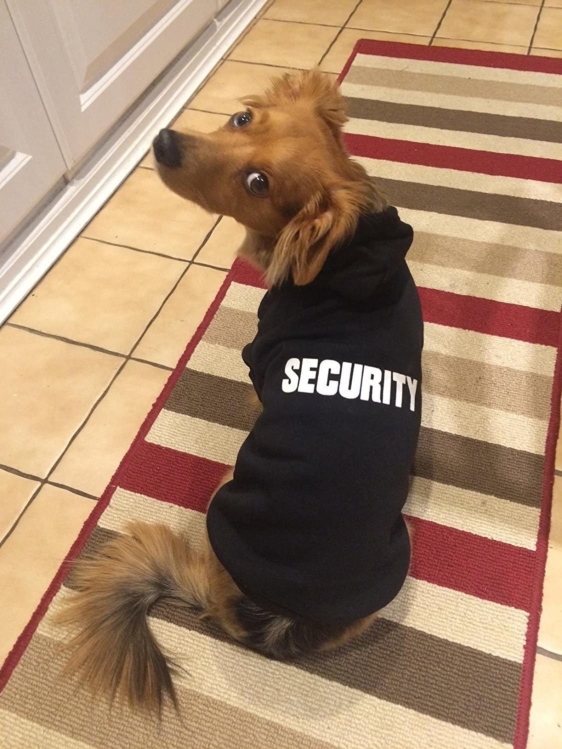 A dog in a black sweatshirt that says SECURITY