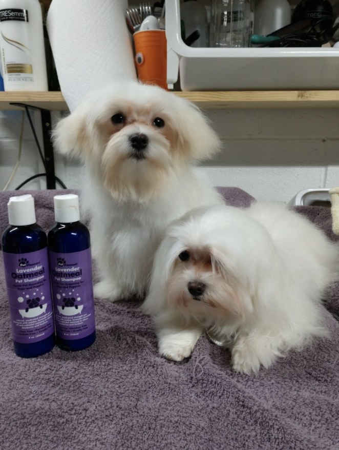 Maltese puppies after a bath using shampoo and conditioner