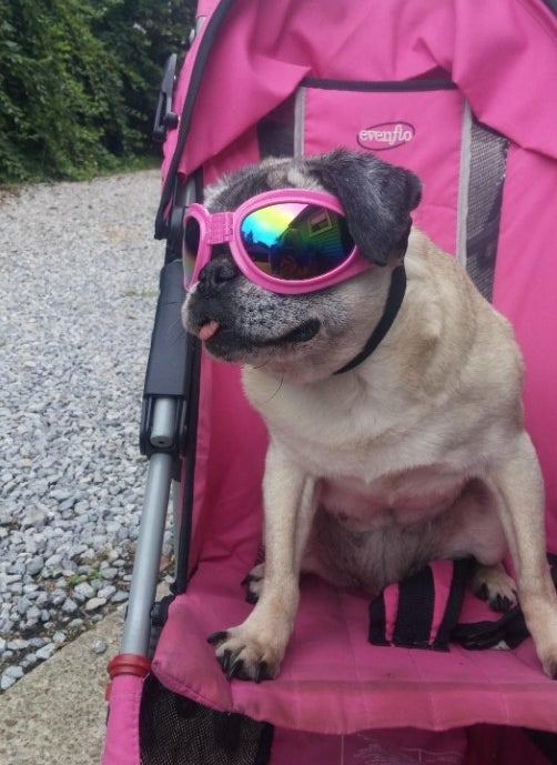 A pug sitting in a stroller and wearing hot pink sun goggles