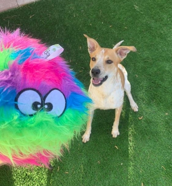 Dog playing with the rainbow fuzz ball toy outside