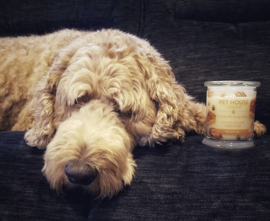 A golden doodle lays next to Pet House candle