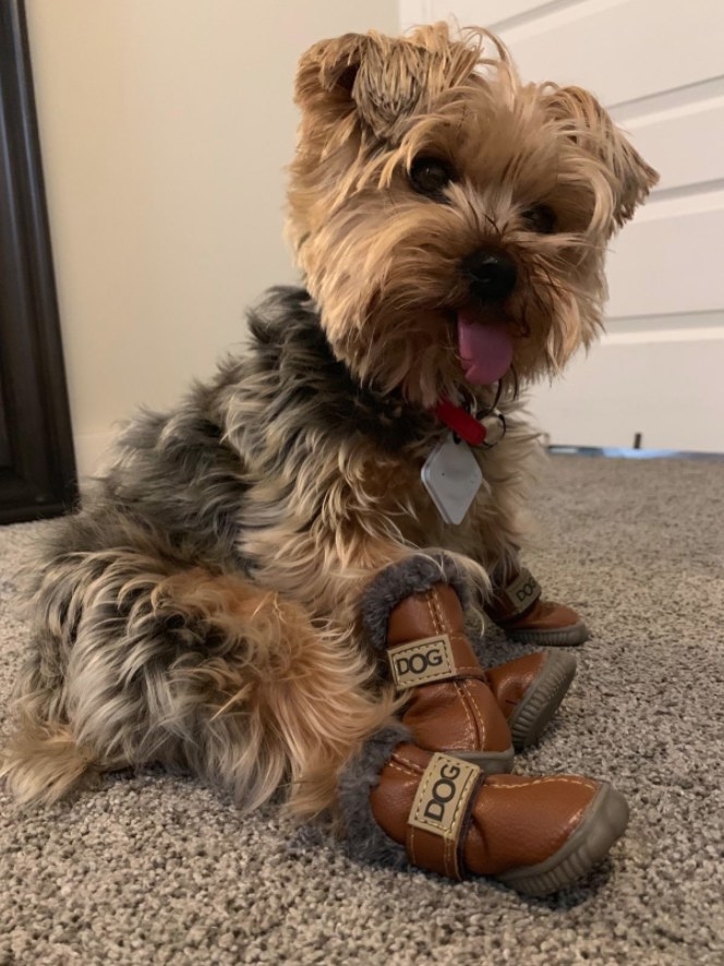 A Yorkshire terrier wearing brown winter boots