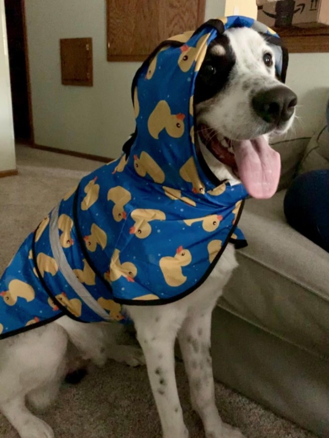 A dog sits wearing a blue raincoat with a yellow duck pattern