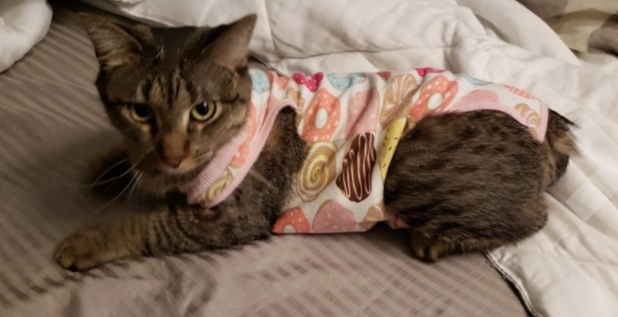 A cat wearing a donut print jumper
