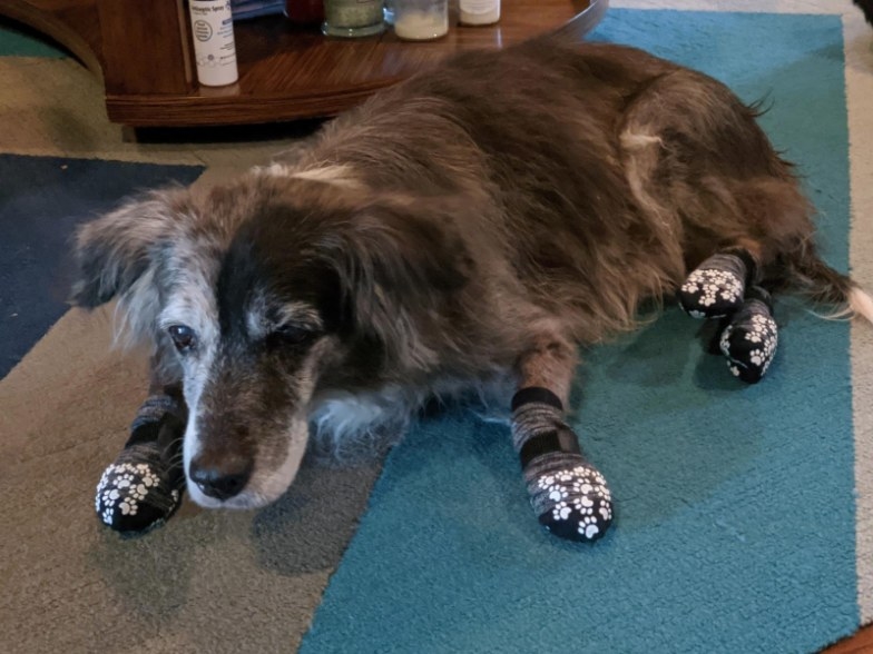 A dog wearing grey and black socks with white paw prints on them