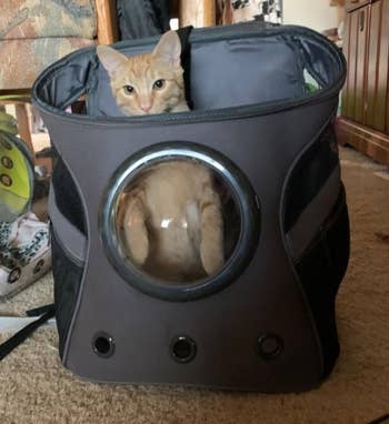 A cat sitting in a backpack with a plastic bubble
