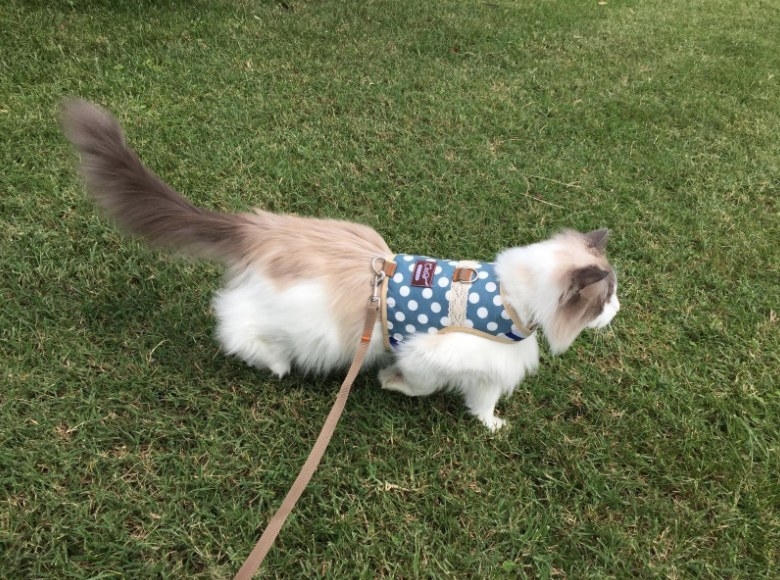 A fluffy cat in a blue polka dot harness and leash going for a walk outside