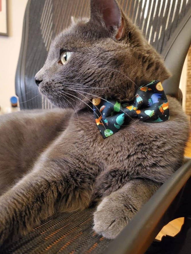 A gray cat wearing a dinosaur and space themed bowtie collar