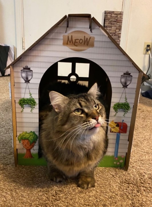 A cat in a cardboard house that&#x27;s printed to look like a human house