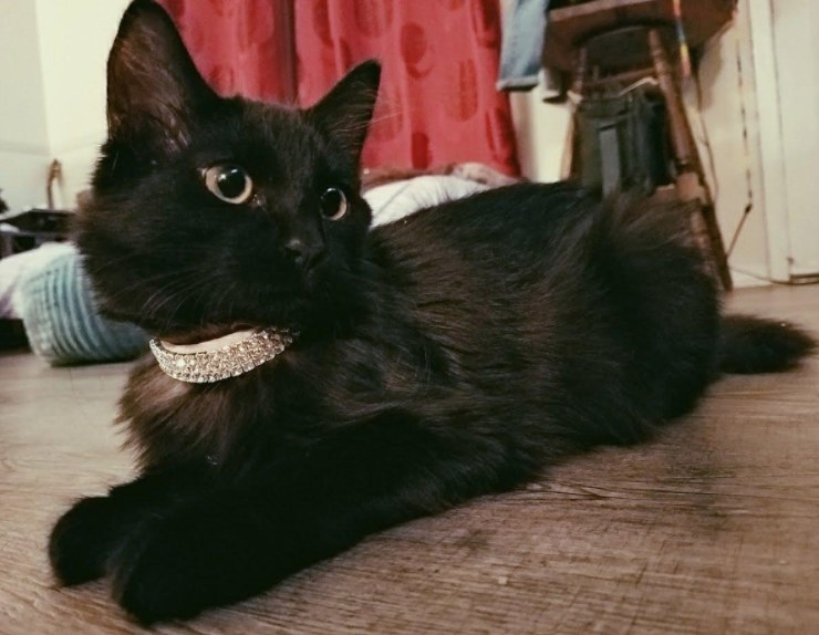 A black cat wearing a rhinestone collar