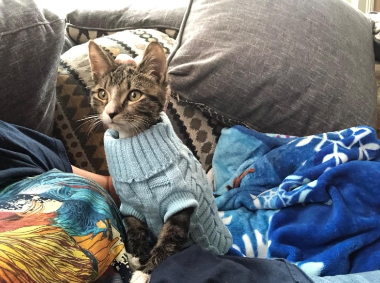 A kitten in a light blue knit sweater