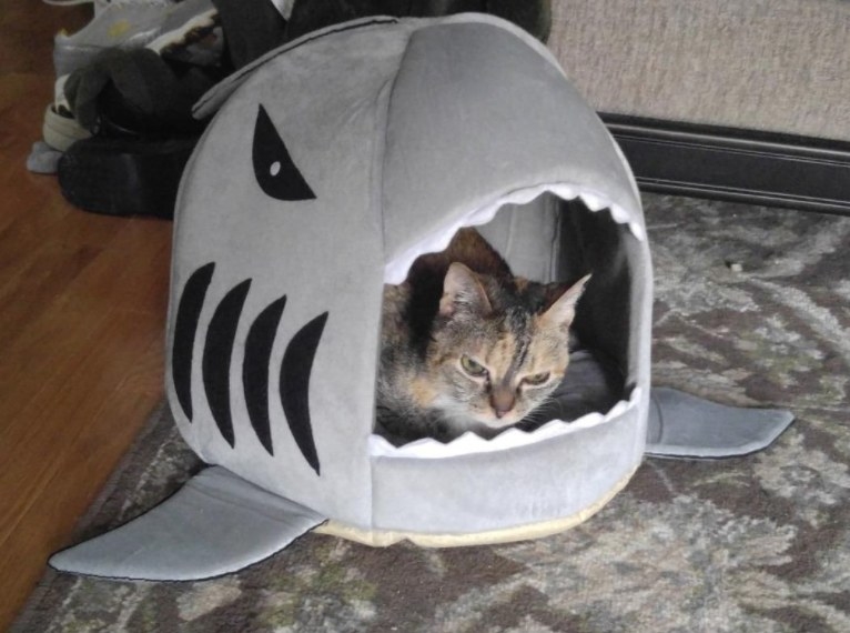 A cat sitting inside a bed shaped like a shark