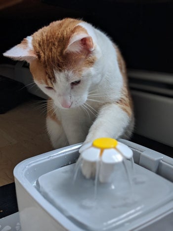 Reviewer photo of their cat dipping its paw in the fountain